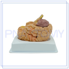 PNT-0617 life size medical soft human brain model